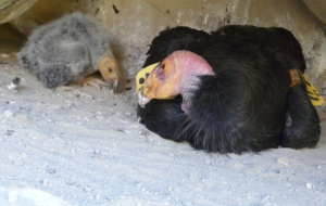 California Condor High Definition Wallpapers