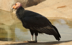 California Condor Full HD