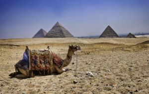 Camel Background