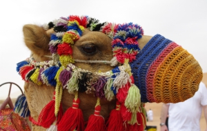 Camel Computer Wallpaper