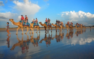 Camel Desktop Images