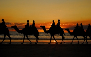 Camel Desktop Wallpaper