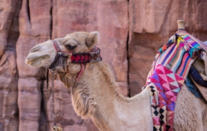 Camel Download Free Backgrounds HD