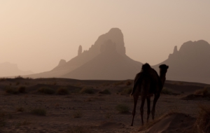 Camel Free HD Wallpapers
