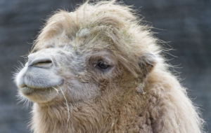 Camel High Definition