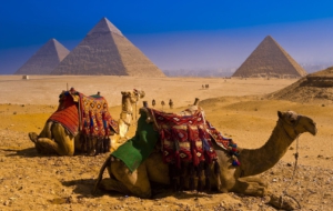Camel High Definition Wallpapers