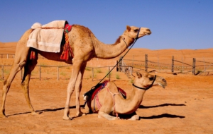 Camel Free Images