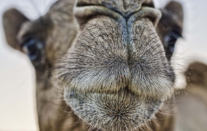 Camel Full HD