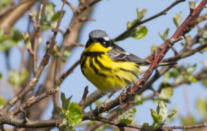 Canada Warbler 4K