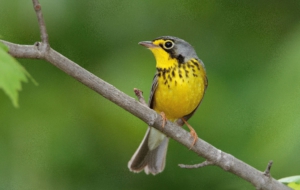 Canada Warbler Background