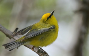 Canada Warbler Computer Wallpaper