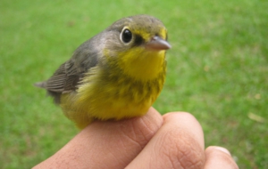 Canada Warbler Desktop