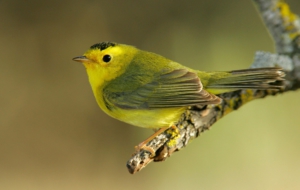 Canada Warbler Desktop Images