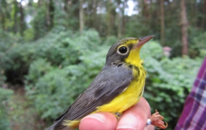 Canada Warbler HD