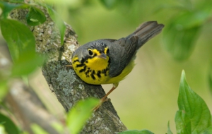 Canada Warbler HD Desktop