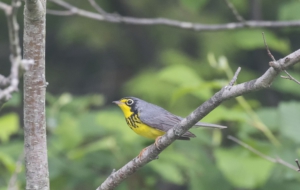 Canada Warbler HD Wallpaper