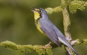 Canada Warbler High Definition Wallpapers