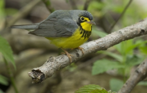 Canada Warbler For Desktop