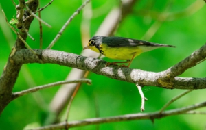 Canada Warbler Full HD