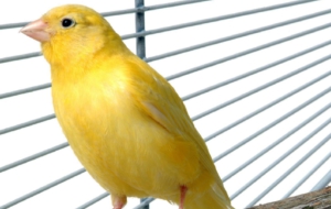 Canary Free HD Wallpapers