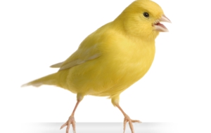 Canary Full HD