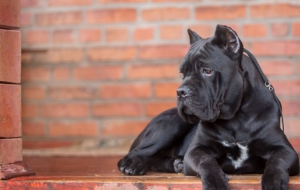 Cane Corso For Desktop