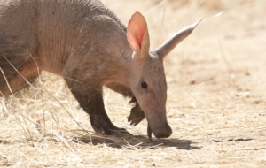Pictures Of Aardvark