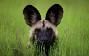 Pictures Of African Wild Dog