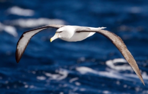 Pictures Of Albatross