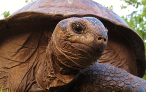 Pictures Of Aldabra Giant Tortoise