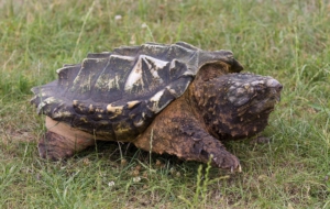 Pictures Of Alligator Snapping Turtle
