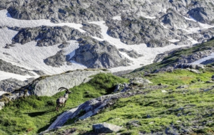 Pictures Of Alpine Ibex