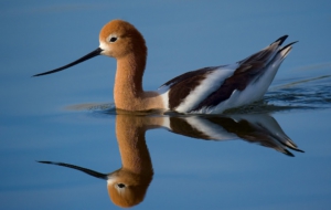 American Avocet Images