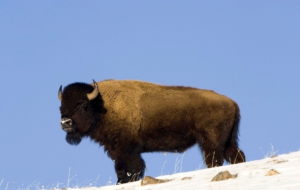 American Bison Background
