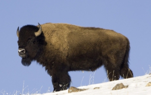 American Bison Computer Wallpaper