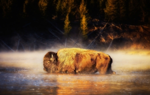 American Bison Desktop Images