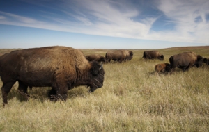 American Bison Desktop Wallpaper