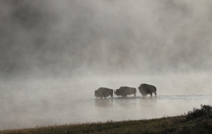 American Bison Download