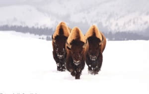 American Bison Free Download