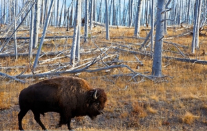 American Bison HD Wallpaper