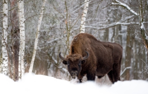 American Bison HD Pics