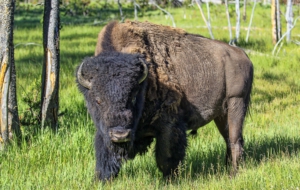 American Bison For Desktop Background