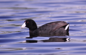 American Coot Desktop