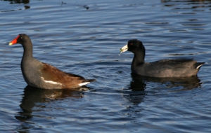 American Coot Wallpapers