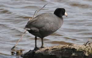American Coot Full HD