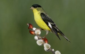 American Goldfinch Background