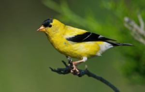 American Goldfinch Computer Wallpaper