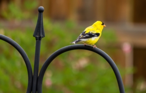 American Goldfinch HD Background