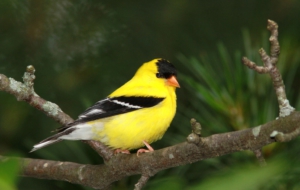 American Goldfinch HD Wallpaper