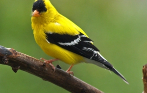 American Goldfinch High Definition Wallpapers
